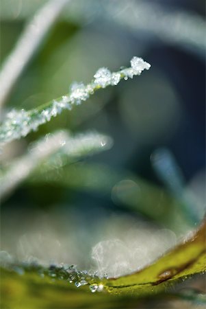 simsearch:633-01573339,k - Frost covered blade of grass Foto de stock - Royalty Free Premium, Número: 633-01573382