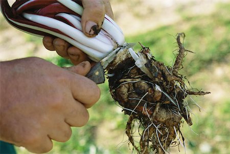 simsearch:633-01574258,k - Hands holding radicchio, cutting off roots Fotografie stock - Premium Royalty-Free, Codice: 633-01573489