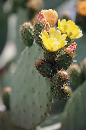 prickly pear cactus - Prickly pear cactus in blossom, close-up Foto de stock - Sin royalties Premium, Código: 633-01573482