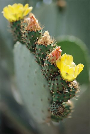 figuier de barbarie - Prickly pear cactus en fleurs, gros plan Photographie de stock - Premium Libres de Droits, Code: 633-01573483