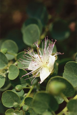 simsearch:633-01713999,k - Caper blossom, close-up Foto de stock - Sin royalties Premium, Código: 633-01573499