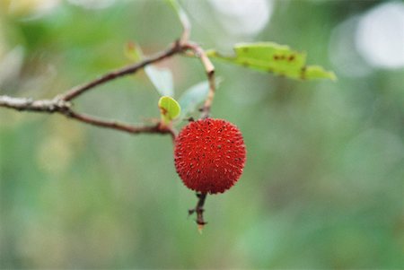 simsearch:633-02417476,k - Arbutus berry sur arbre, gros plan Photographie de stock - Premium Libres de Droits, Code: 633-01573504