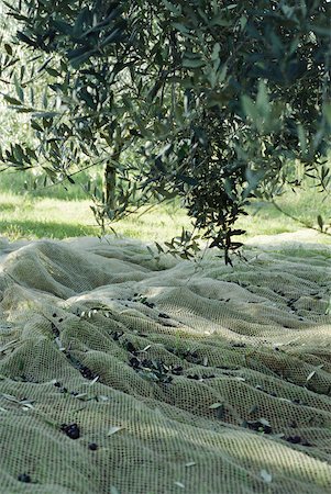 Olive tree with net underneath Foto de stock - Sin royalties Premium, Código: 633-01573505