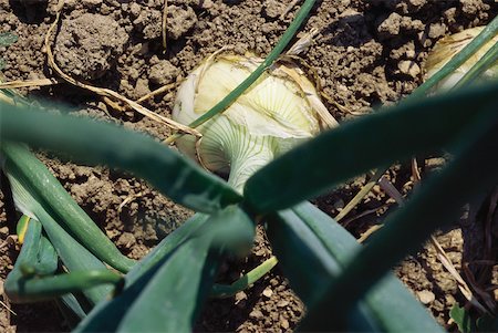 simsearch:633-01573481,k - Onion growing in garden, high angle view Stock Photo - Premium Royalty-Free, Code: 633-01573512