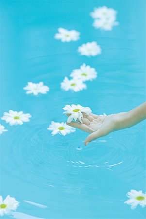 Daisies floating on surface of water, woman's hand picking up flower Stock Photo - Premium Royalty-Free, Code: 633-01573896