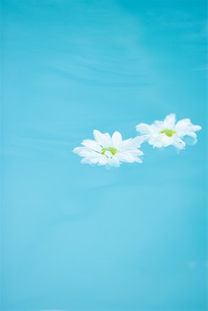 simsearch:633-01573903,k - Daisies floating on surface of water Foto de stock - Sin royalties Premium, Código: 633-01573897