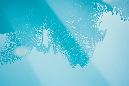 simsearch:633-02645339,k - Palm tree reflected in surface of water Stock Photo - Premium Royalty-Free, Code: 633-01573906