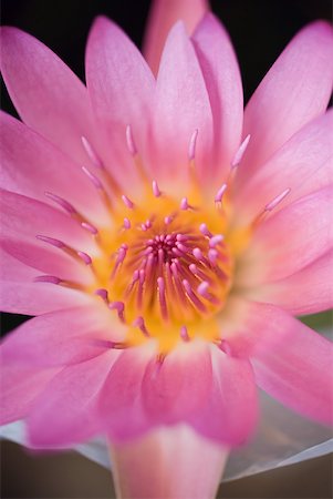 simsearch:633-01837098,k - Lotus flower, extreme close-up Foto de stock - Sin royalties Premium, Código: 633-01573909