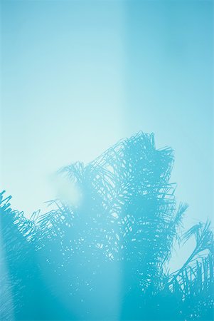 simsearch:633-01573903,k - Palm tree reflected in surface of water Foto de stock - Sin royalties Premium, Código: 633-01573903