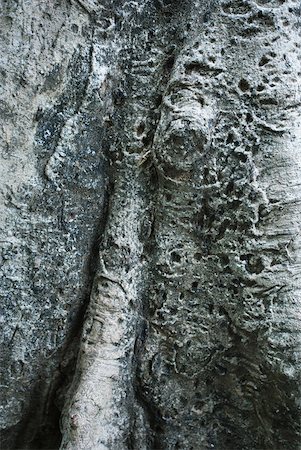 Tree bark, extreme-close up Stock Photo - Premium Royalty-Free, Code: 633-01573915