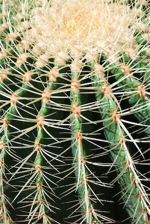 simsearch:633-02645339,k - Cactus, extreme close-up Stock Photo - Premium Royalty-Free, Code: 633-01573912