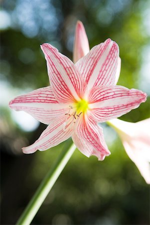 Amaryllis flower Foto de stock - Royalty Free Premium, Número: 633-01573925
