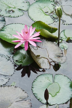 Water lilies Stock Photo - Premium Royalty-Free, Code: 633-01573921