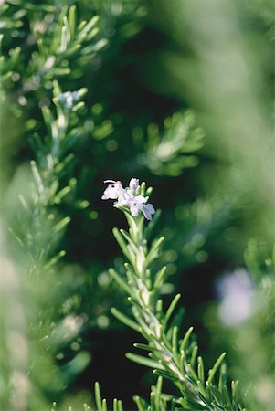 rosemary sprig - Rosemary plant, close-up Stock Photo - Premium Royalty-Free, Code: 633-01714006