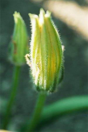 flower bud - Zucchini blossoms Stock Photo - Premium Royalty-Free, Code: 633-01714008