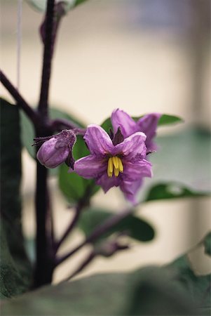 simsearch:633-01273463,k - Eggplant plant in bloom, close-up Foto de stock - Sin royalties Premium, Código: 633-01714000