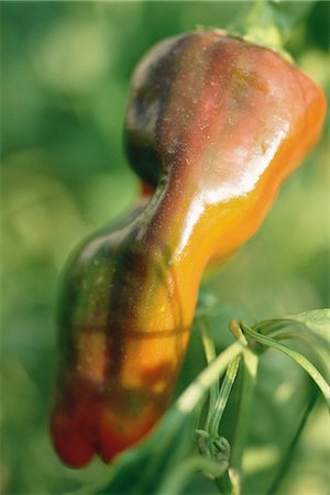 simsearch:633-01714004,k - Pepper growing in garden, close-up Foto de stock - Sin royalties Premium, Código: 633-01714001