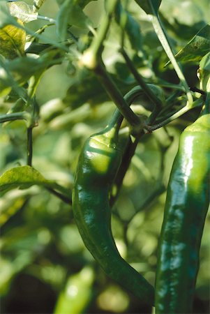 simsearch:700-01111927,k - Hot peppers growing in vegetable garden, close-up Stock Photo - Premium Royalty-Free, Code: 633-01714013