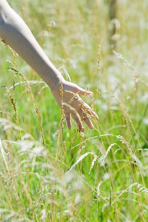 Woman touching tall weeds in field, close-up, cropped view Stock Photo - Premium Royalty-Free, Code: 633-01714203