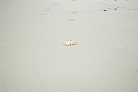 Crabes, rampant dans l'ensemble de la plage Photographie de stock - Premium Libres de Droits, Code: 633-01714276