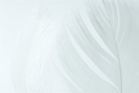 simsearch:633-01715768,k - White feathers against white background Stock Photo - Premium Royalty-Free, Code: 633-01714476