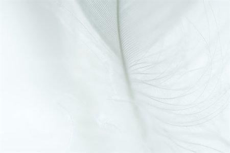 simsearch:633-01715768,k - White feather against white background Stock Photo - Premium Royalty-Free, Code: 633-01714479