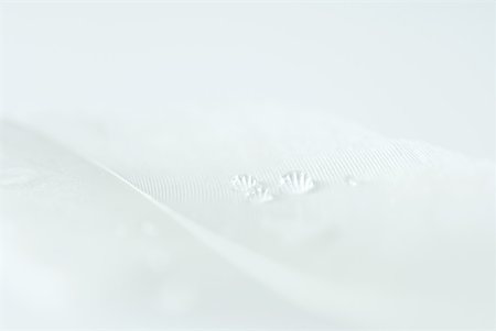 soft backgrounds - Drops of water on white feather, extreme close-up Stock Photo - Premium Royalty-Free, Code: 633-01714490