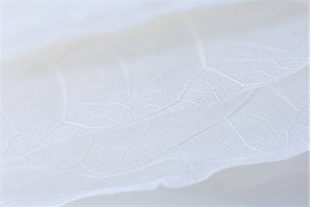 simsearch:633-01714570,k - Feuilles séchées pâles, extrême en gros plan Photographie de stock - Premium Libres de Droits, Code: 633-01714508