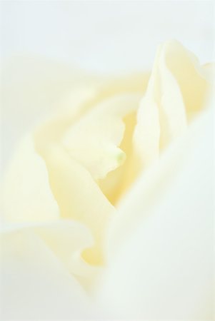 White rose, extreme close-up Foto de stock - Sin royalties Premium, Código: 633-01714552