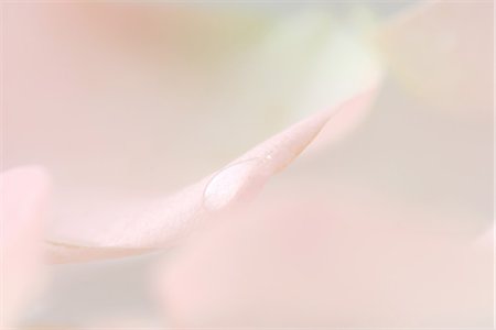 pastell - Drop auf Rosa Blütenblatt, extreme Nahaufnahme Stockbilder - Premium RF Lizenzfrei, Bildnummer: 633-01714561