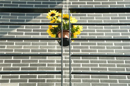 simsearch:633-01273290,k - Fake sunflowers hanging on railing, low angle view Stock Photo - Premium Royalty-Free, Code: 633-01714753