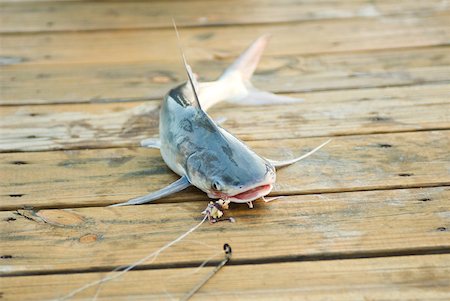 slippery outdoor - Fish on line lying on dock Stock Photo - Premium Royalty-Free, Code: 633-01714786