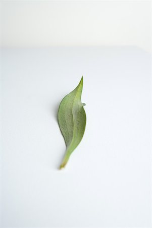 simsearch:633-02231798,k - Leaf on white background Stock Photo - Premium Royalty-Free, Code: 633-01715104