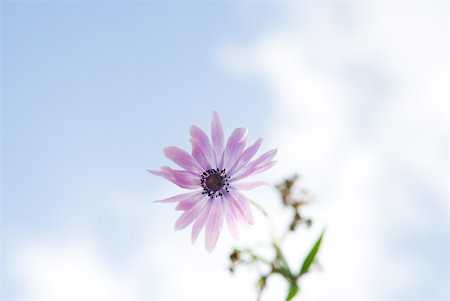 simsearch:633-01992583,k - Flower, sky in background Stock Photo - Premium Royalty-Free, Code: 633-01715107