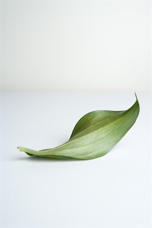 Leaf on white background Stock Photo - Premium Royalty-Free, Code: 633-01715101