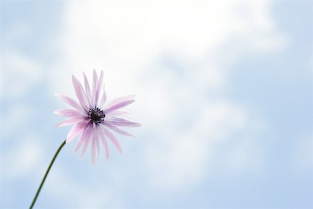 simsearch:633-01272705,k - Flower, sky in background Foto de stock - Royalty Free Premium, Número: 633-01715110