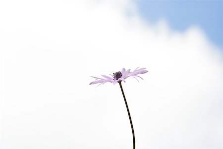 purple flowers on white background - Flower, sky in background Stock Photo - Premium Royalty-Free, Code: 633-01715111