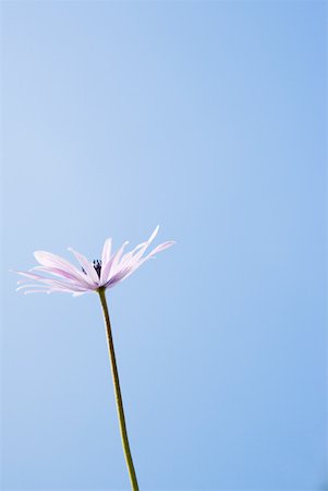 simsearch:633-01272705,k - Flower, sky in background Foto de stock - Royalty Free Premium, Número: 633-01715112