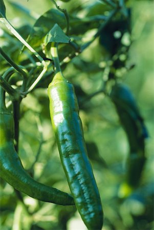 simsearch:700-01111927,k - Hot peppers growing in garden, close-up Stock Photo - Premium Royalty-Free, Code: 633-01715319