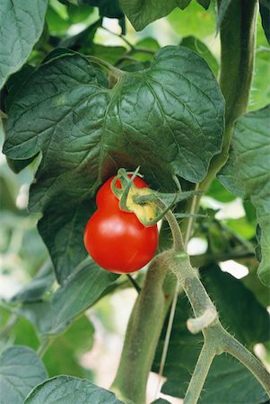 simsearch:633-01715342,k - Tomato plant, close-up Foto de stock - Sin royalties Premium, Código: 633-01715313