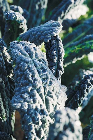 simsearch:633-01992611,k - Chard covered with frost in garden, extreme close-up Stock Photo - Premium Royalty-Free, Code: 633-01715335
