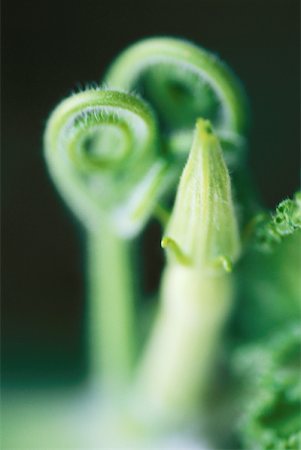Tendril and flower bud in vegetable garden, close-up Stock Photo - Premium Royalty-Free, Code: 633-01715332
