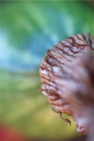 Abstract view of plant in vegetable garden, extreme close-up Stock Photo - Premium Royalty-Free, Code: 633-01715346