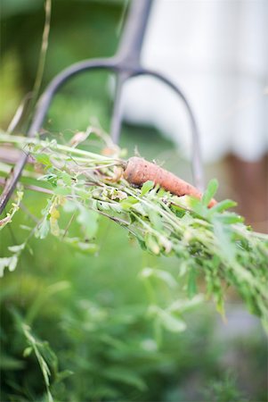 rastrellino - Carrot and vegetation in garden fork Fotografie stock - Premium Royalty-Free, Codice: 633-01715549