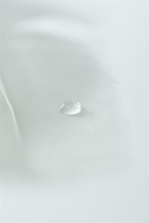 simsearch:633-01714491,k - Drop on feather, extreme close-up Stock Photo - Premium Royalty-Free, Code: 633-01715763