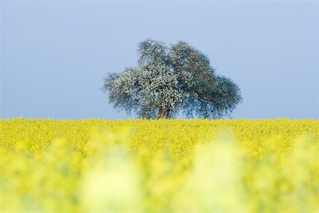 simsearch:633-03194613,k - Champ de canola avec arbre en fleurs Photographie de stock - Premium Libres de Droits, Code: 633-01715802