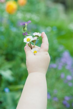 fat baby girl - Toddler holding small bouquet of wildflowers, cropped view of arm, close-up Foto de stock - Sin royalties Premium, Código: 633-01715810