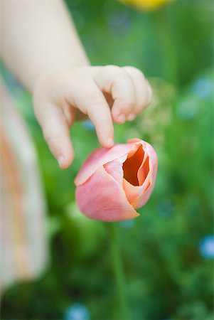 Toddler girl touching tulip, cropped view of hand Stock Photo - Premium Royalty-Free, Code: 633-01715850