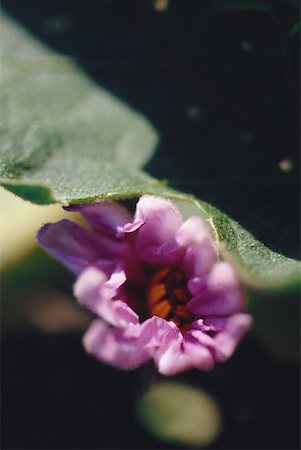 simsearch:633-01272705,k - Eggplant flower bud, extreme close-up Foto de stock - Royalty Free Premium, Número: 633-01713999