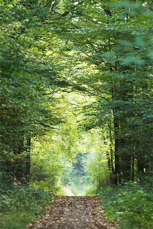forest path panorama - Path through forest Stock Photo - Premium Royalty-Free, Code: 633-01837021